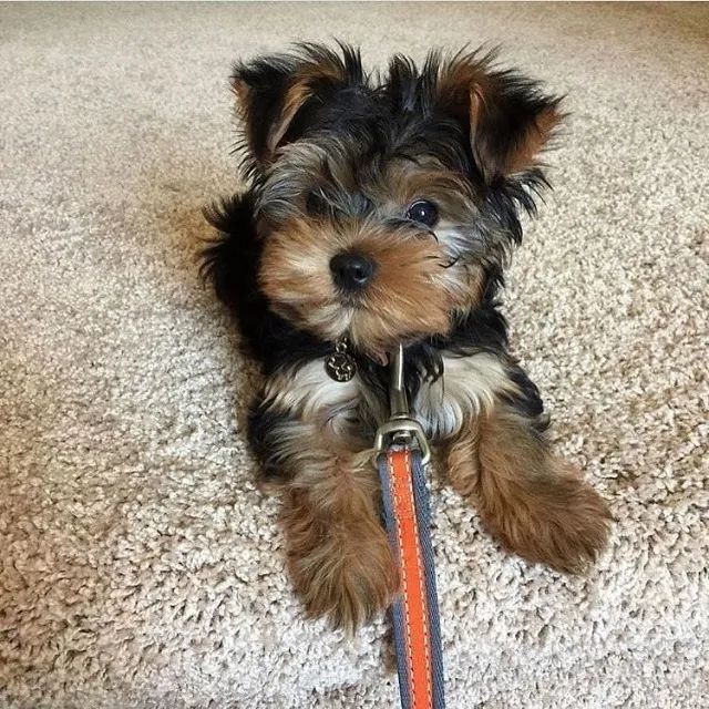Yorkshire Terrier Mini - Lindo e Dócil - Foto 2
