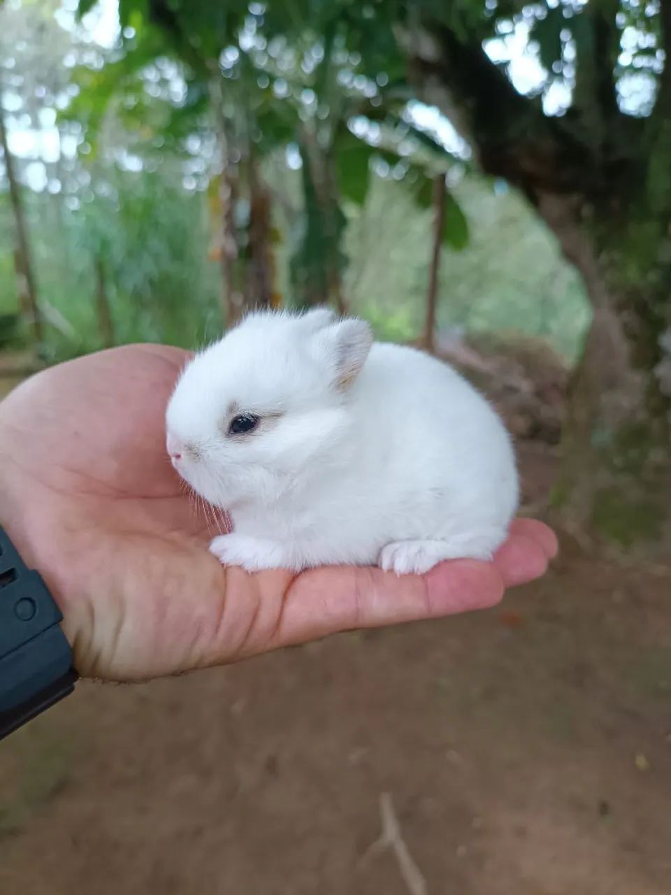 COELHOS DE COMPANHIA MINI, ANOES E GIGANTES - Foto 5