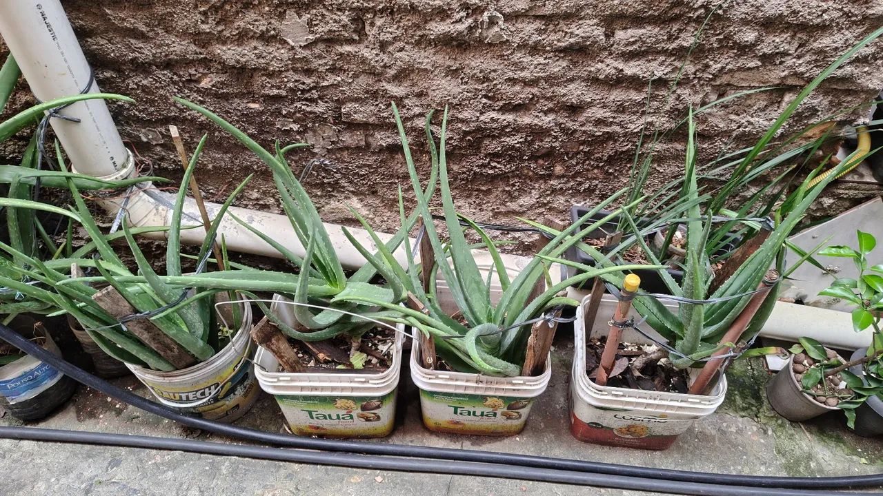 Babosa Aloe Vera 