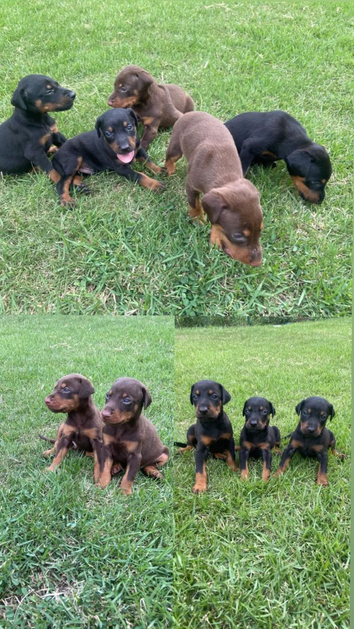 Doberman  - Foto 2