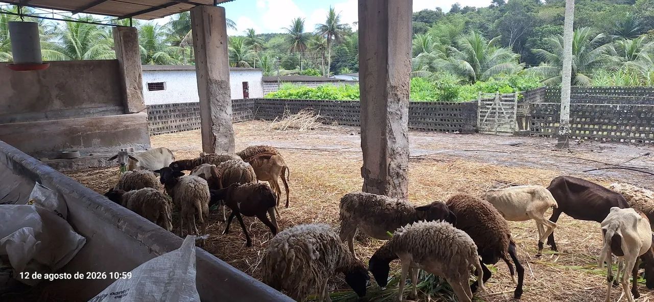 Ovelhas  - Foto 5