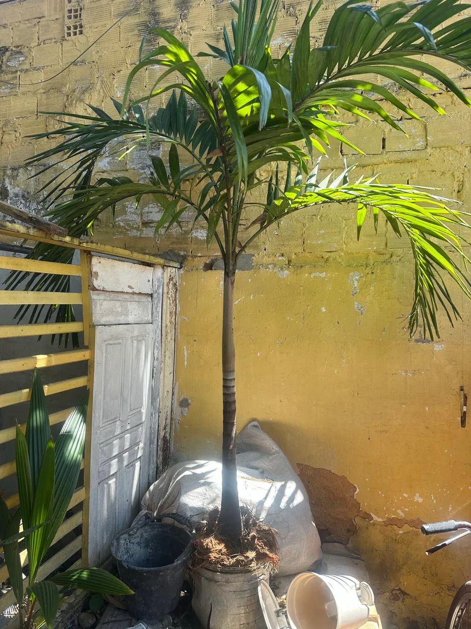 Palmeira  - Foto 2