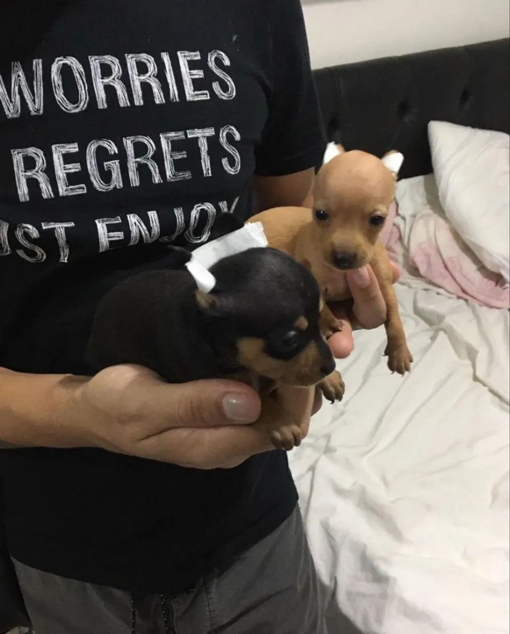 Pinscher zerO - Foto 4