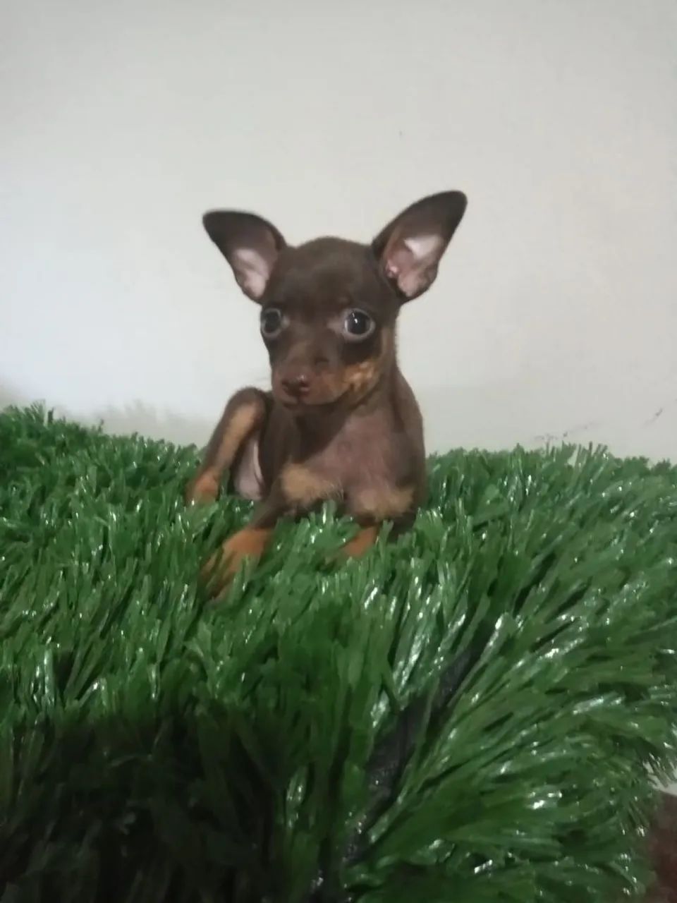 Pincher macho mini . - Foto 3