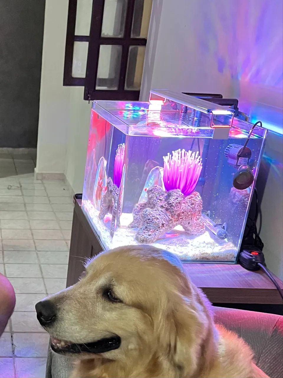 Aquário Curvo 60L em perfeito estado  - Foto 4