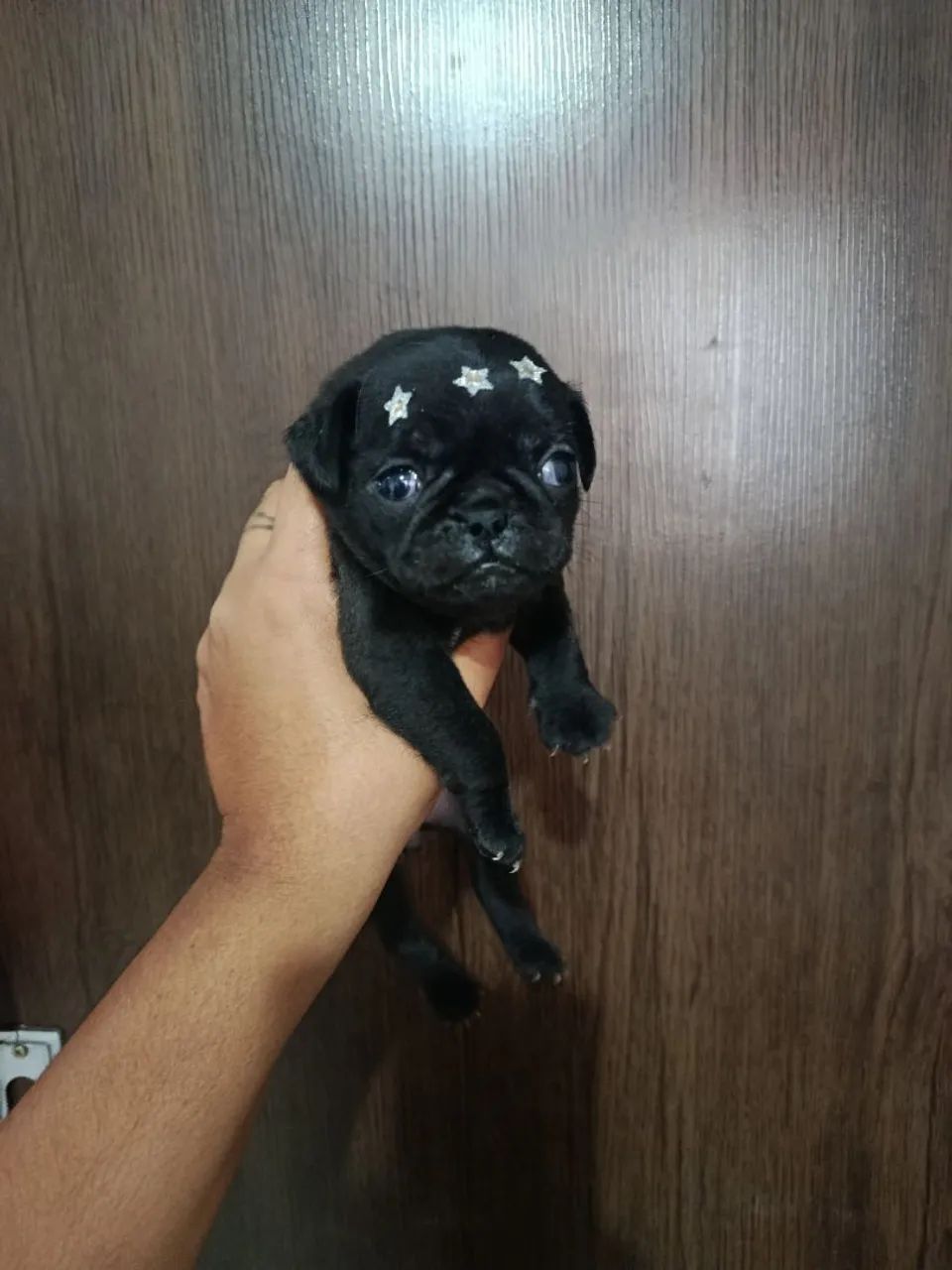Pug fêmea  - Foto 3