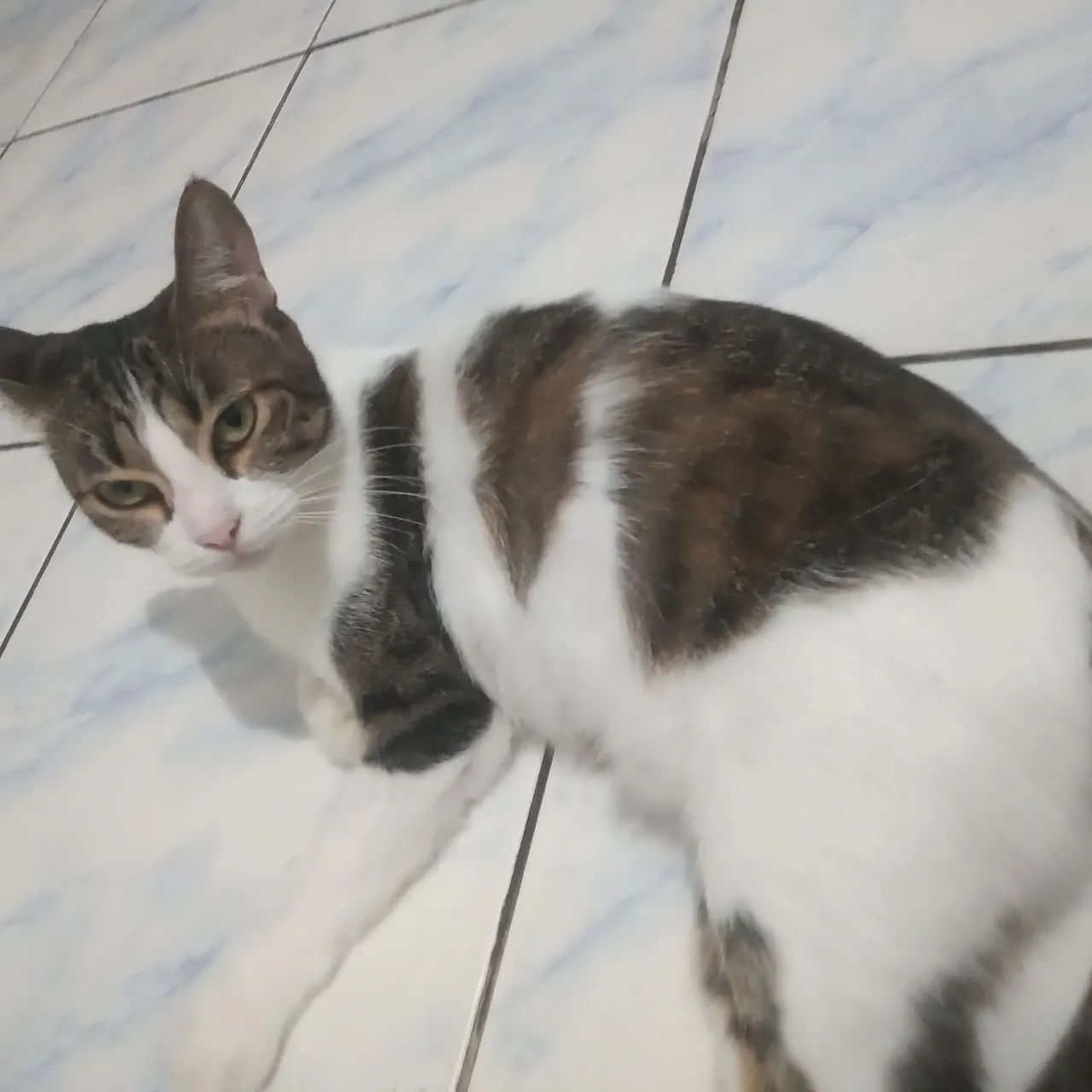 GATINHA CASTRADA - Foto 4