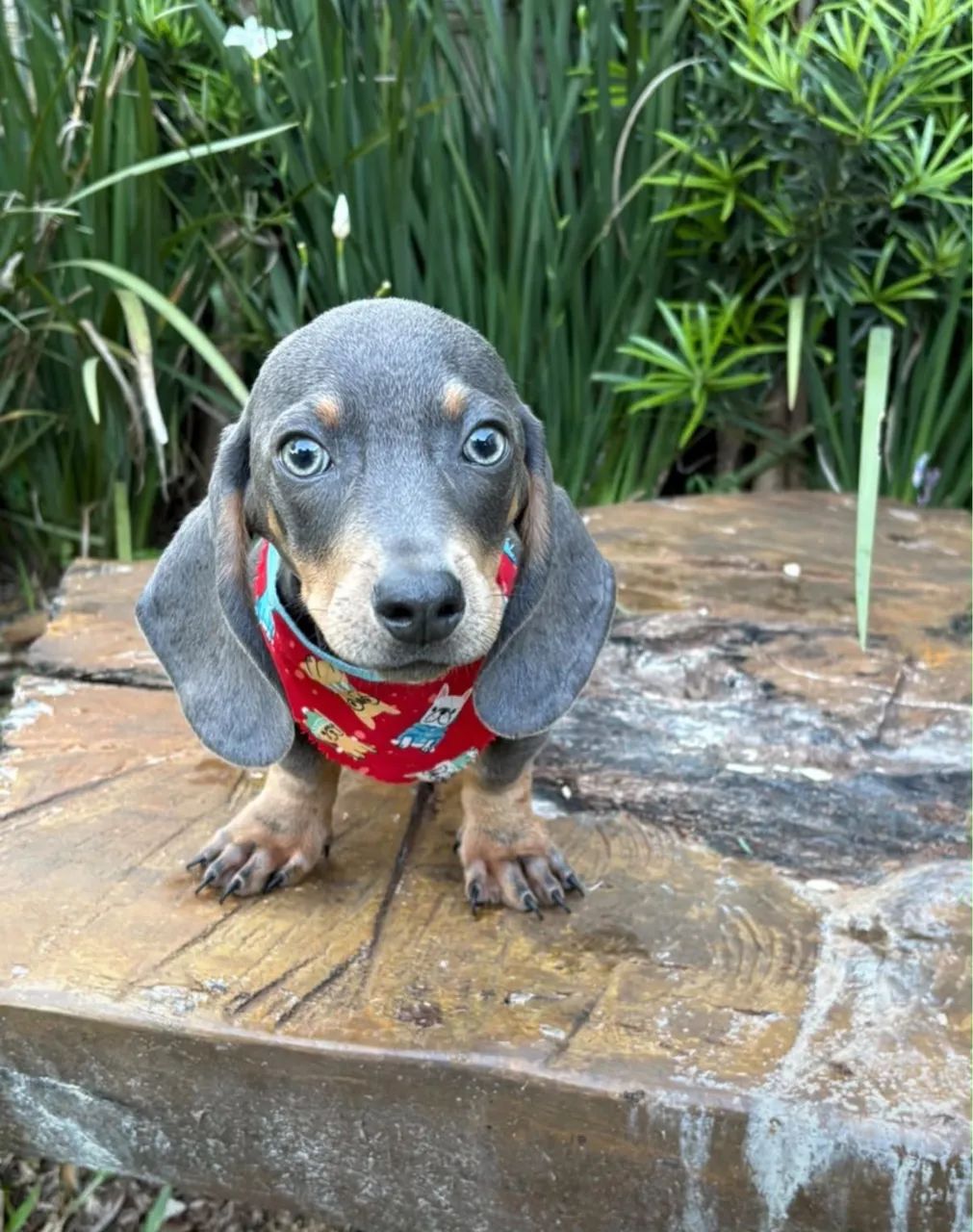 Dachshund / Cofap  - Foto 3