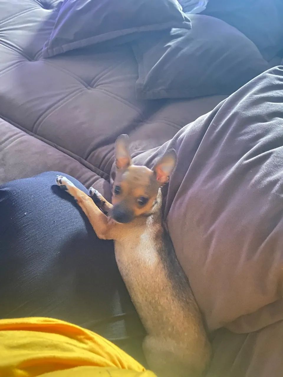 Cachorro  - Foto 5