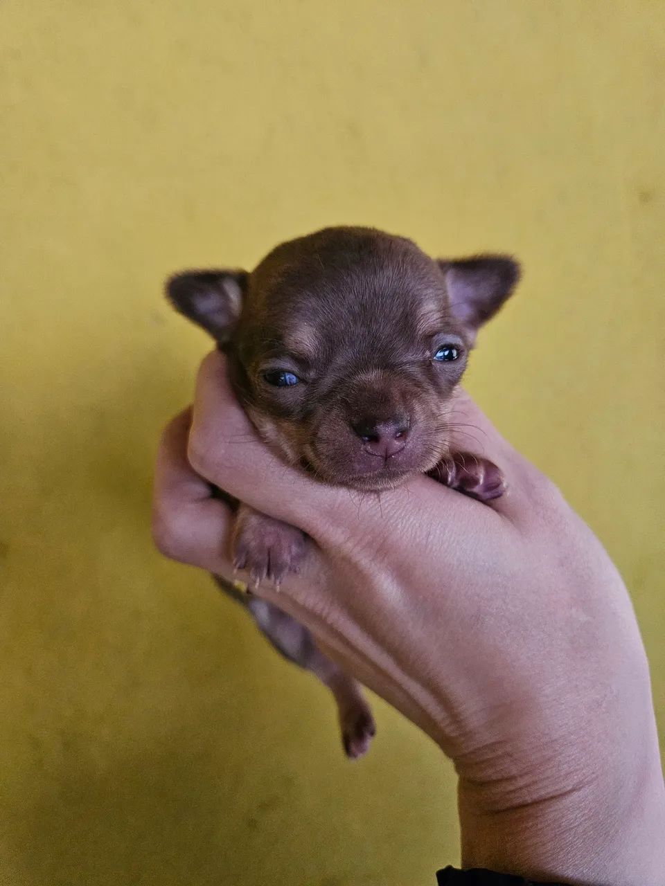 Chihuahua MACHO PELO CURTO - Foto 3