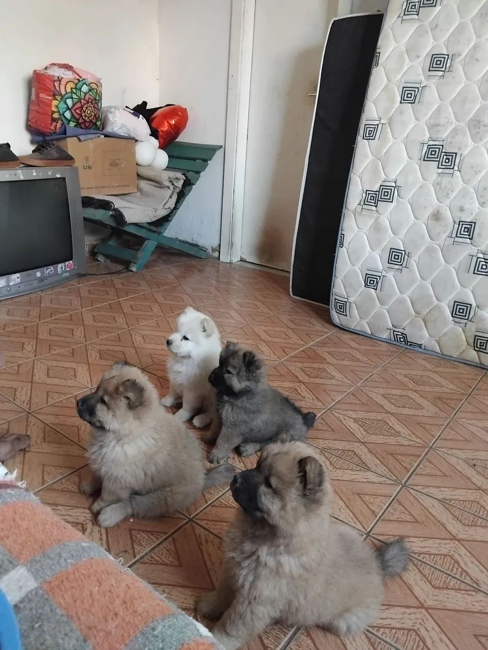 Chowchow - Foto 3