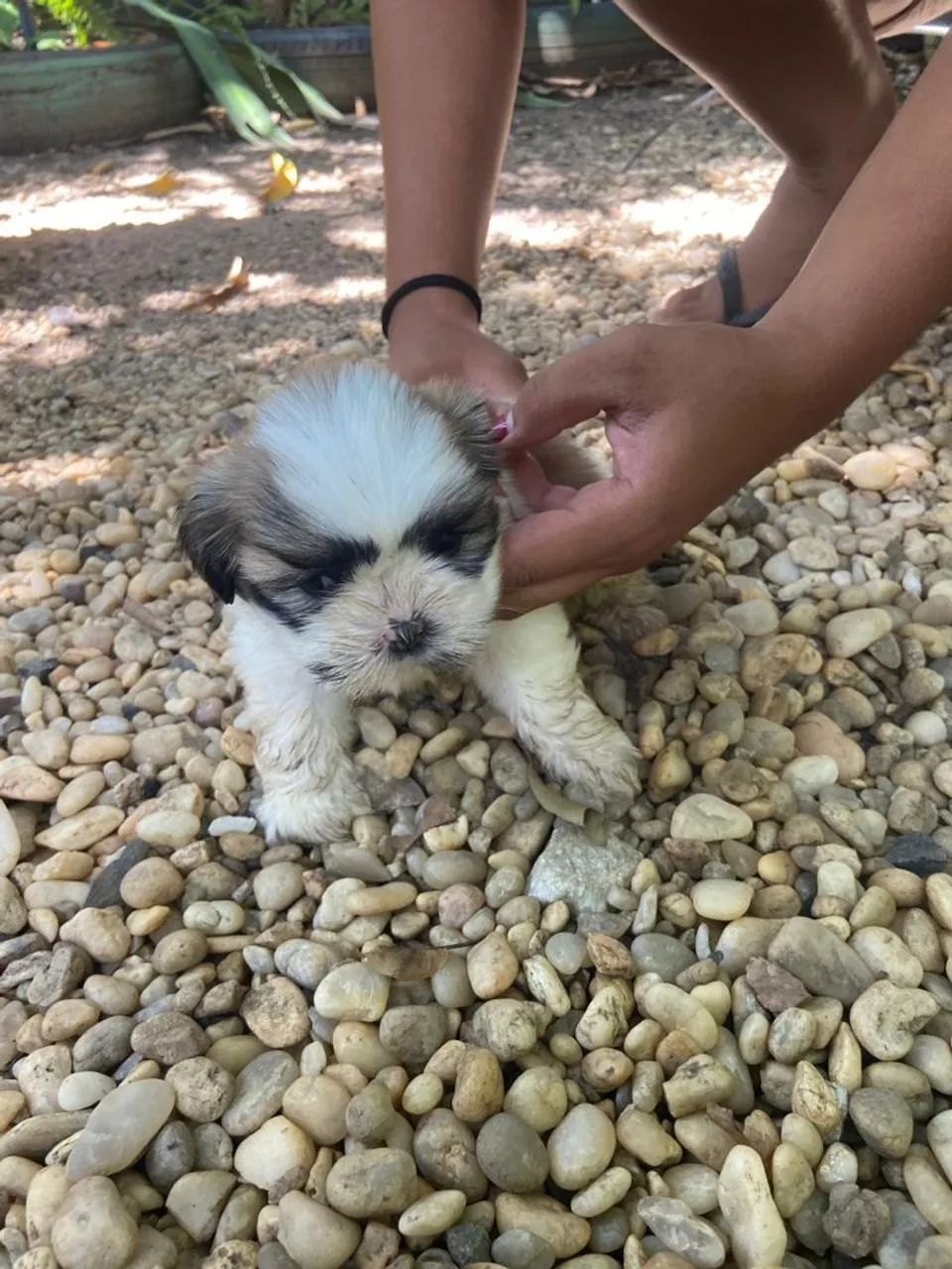 Cachorro  - Foto 4