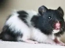 Hamster-sírio - Foto 2