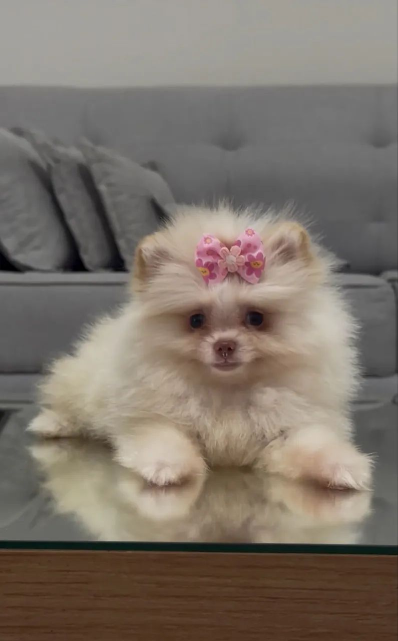 Spitz alemão  - Foto 2
