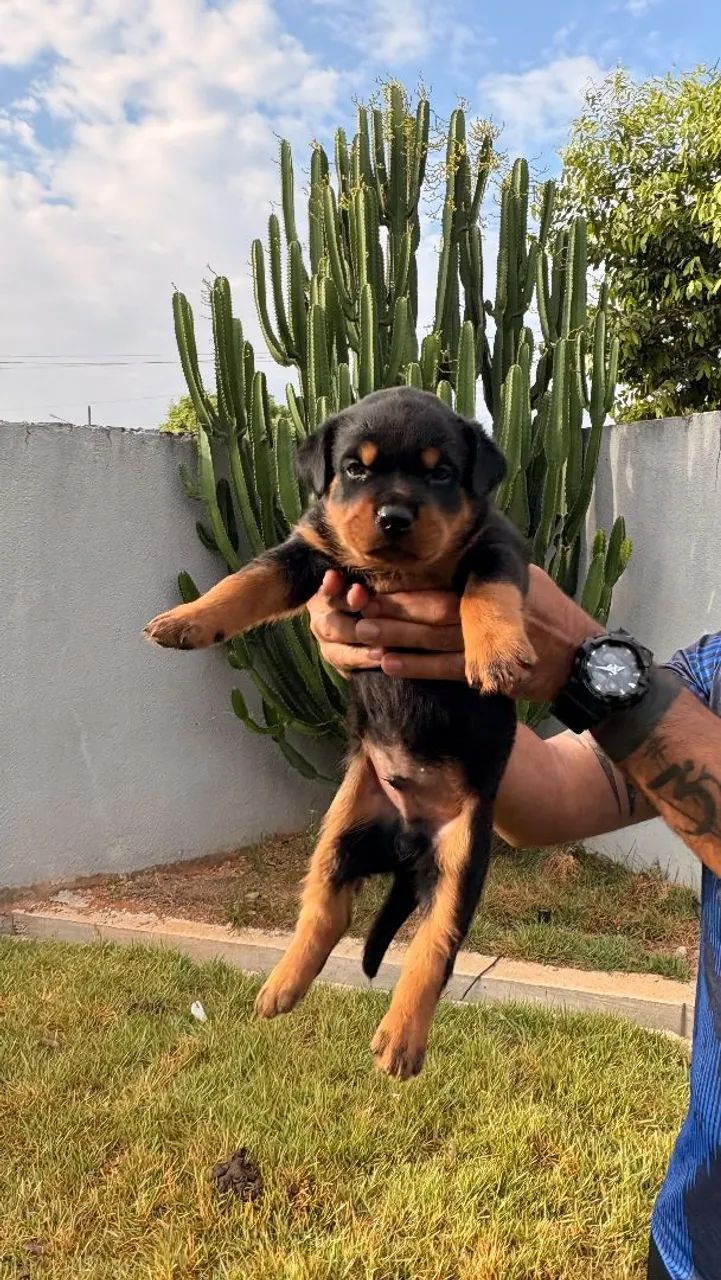 Filhote de Rottweiler  - Foto 3