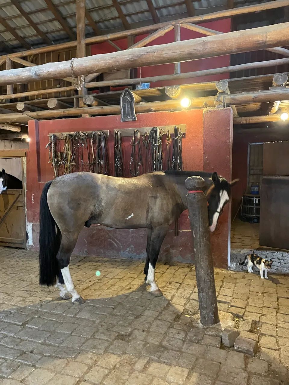 Cavalo Crioulo - Foto 4