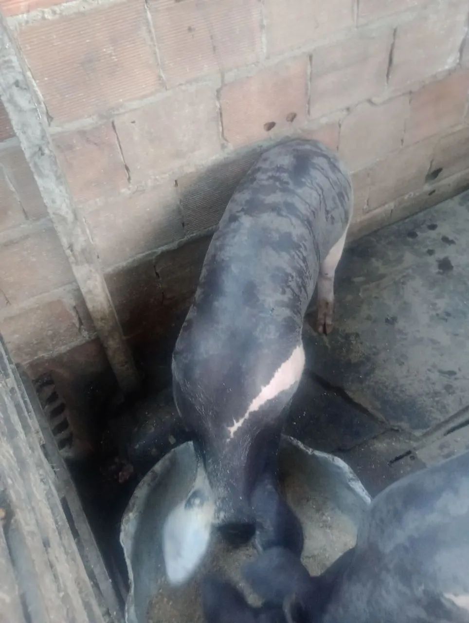 Vendo 3 porcas - Foto 2