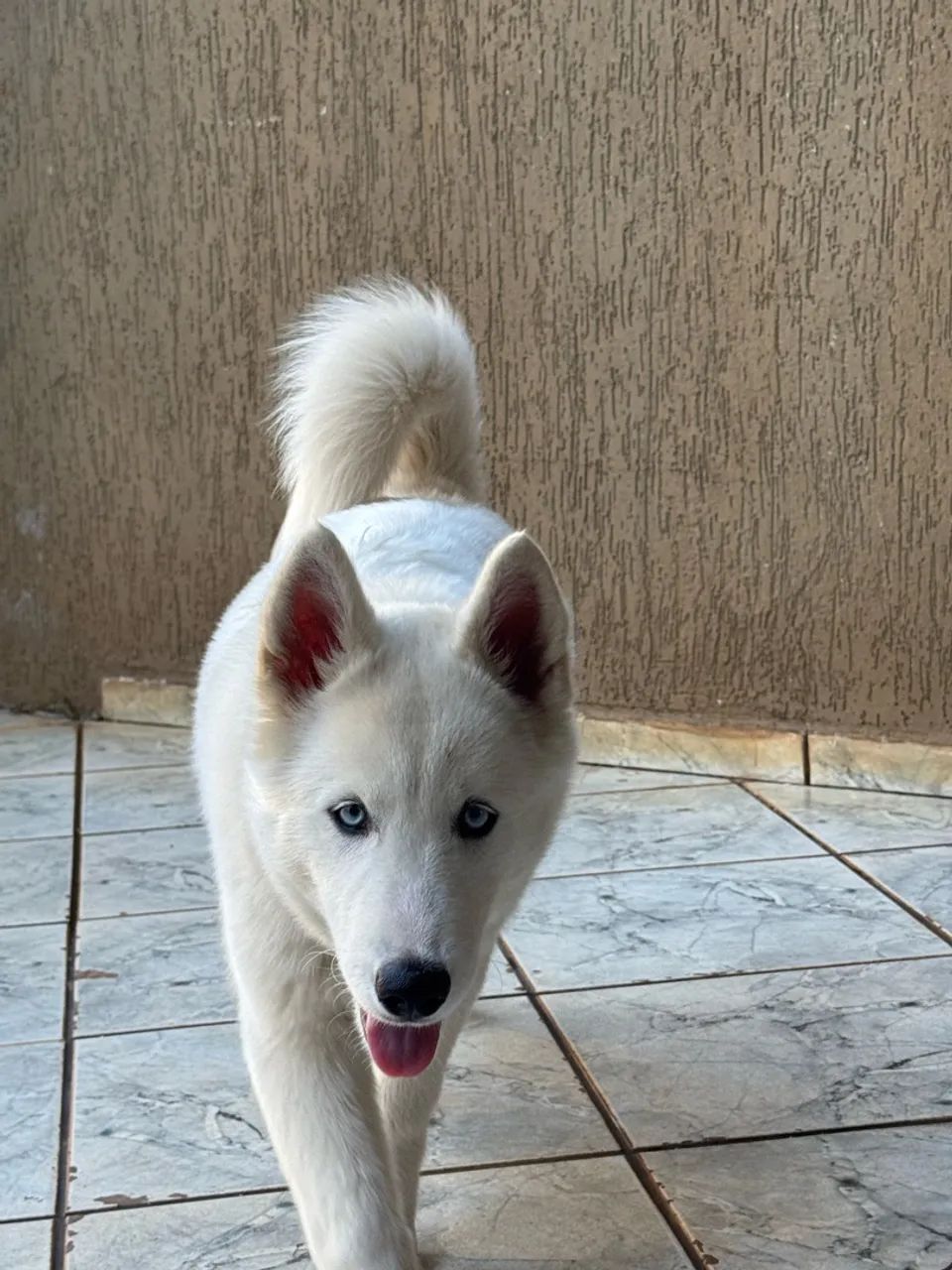 HuskySiberiano - Foto 2