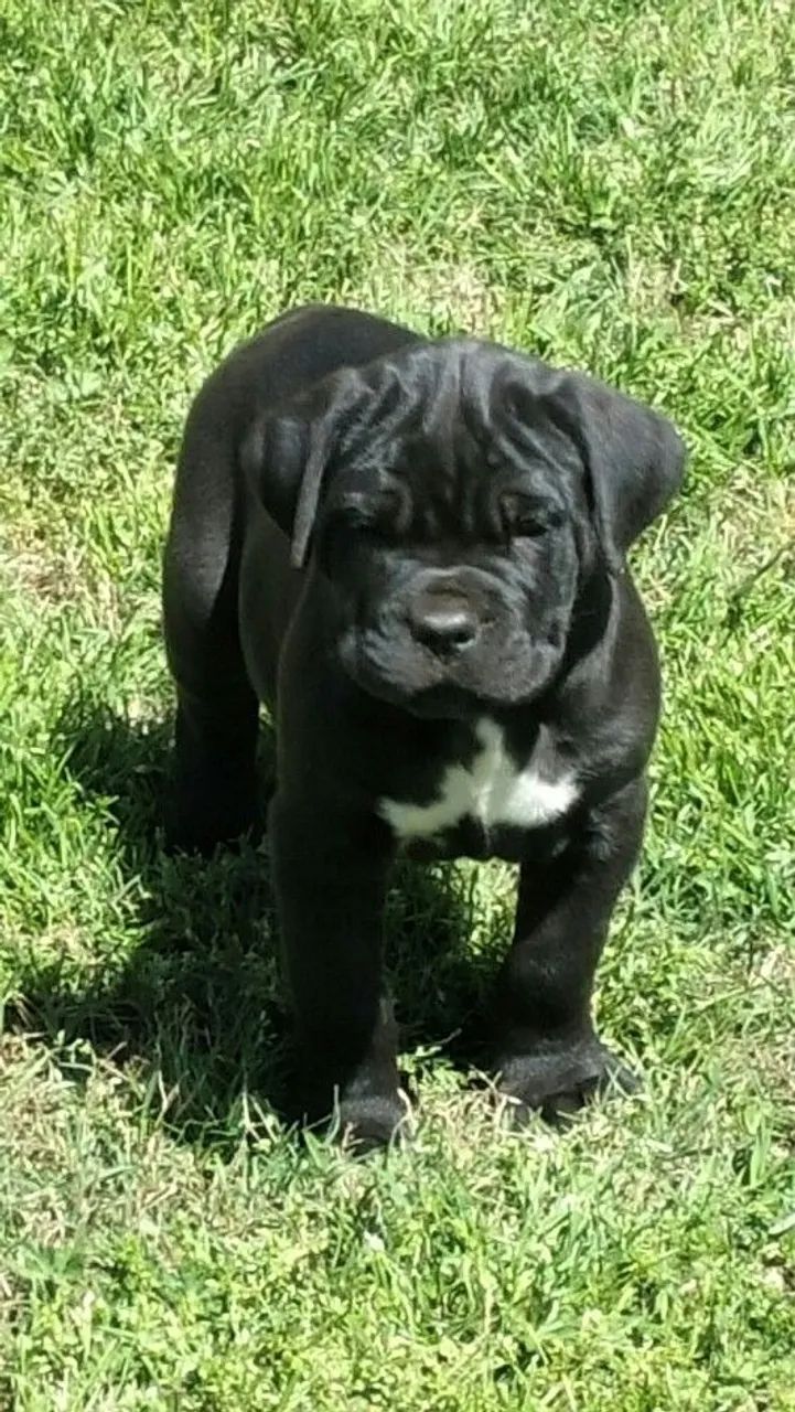 Cane Corso Afeto que acolhe o que você sente