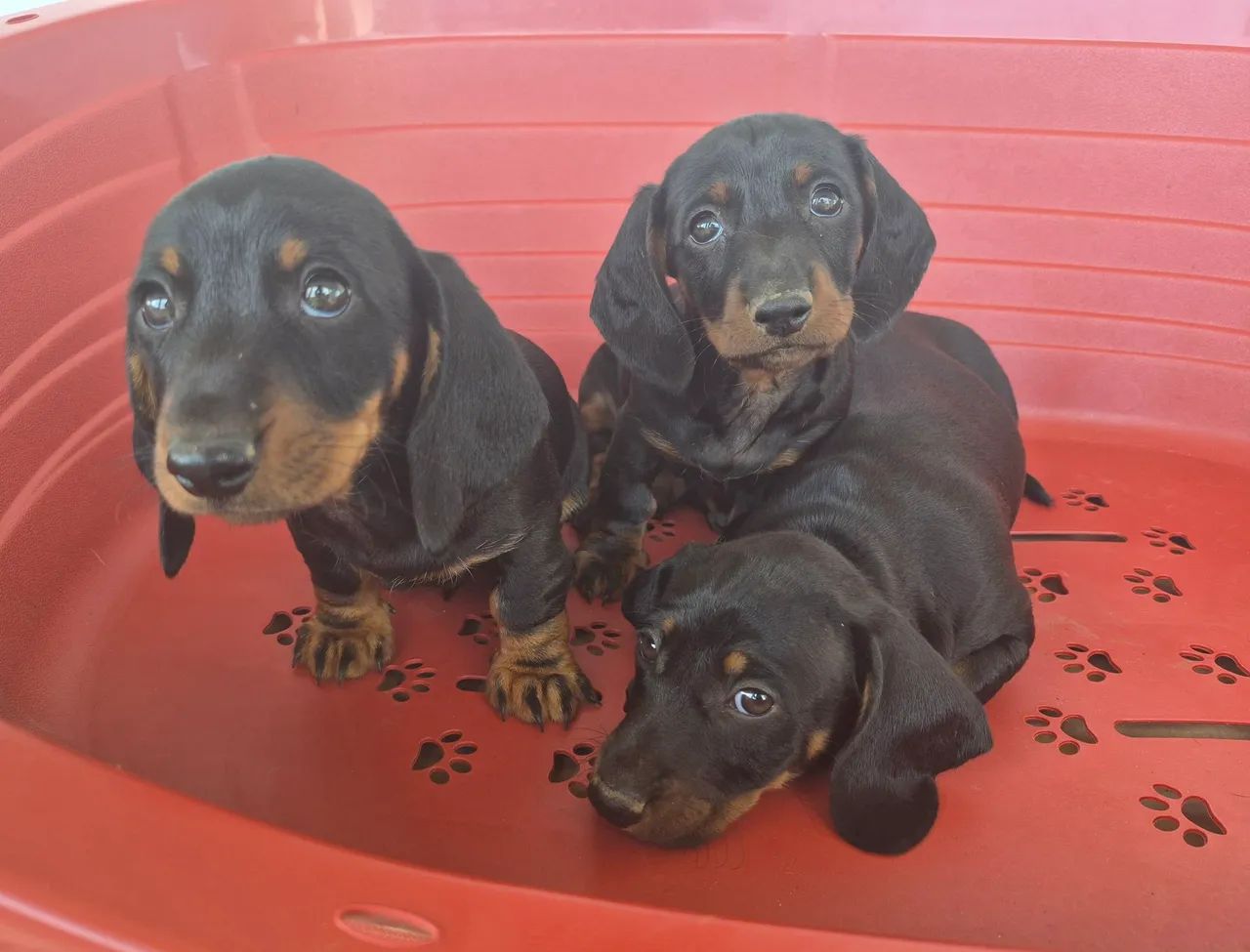 DACHSHUND filhotes machos - Foto 2