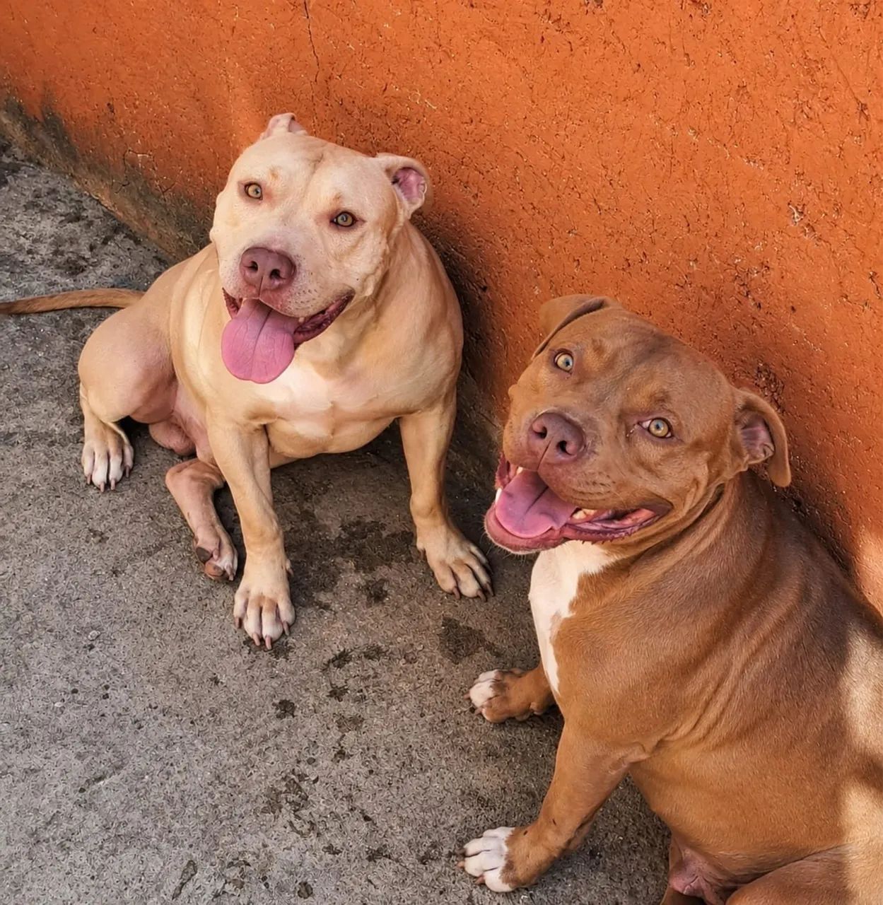 APBT a venda