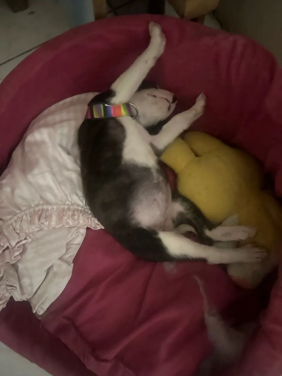 filhote p adoção - Foto 3