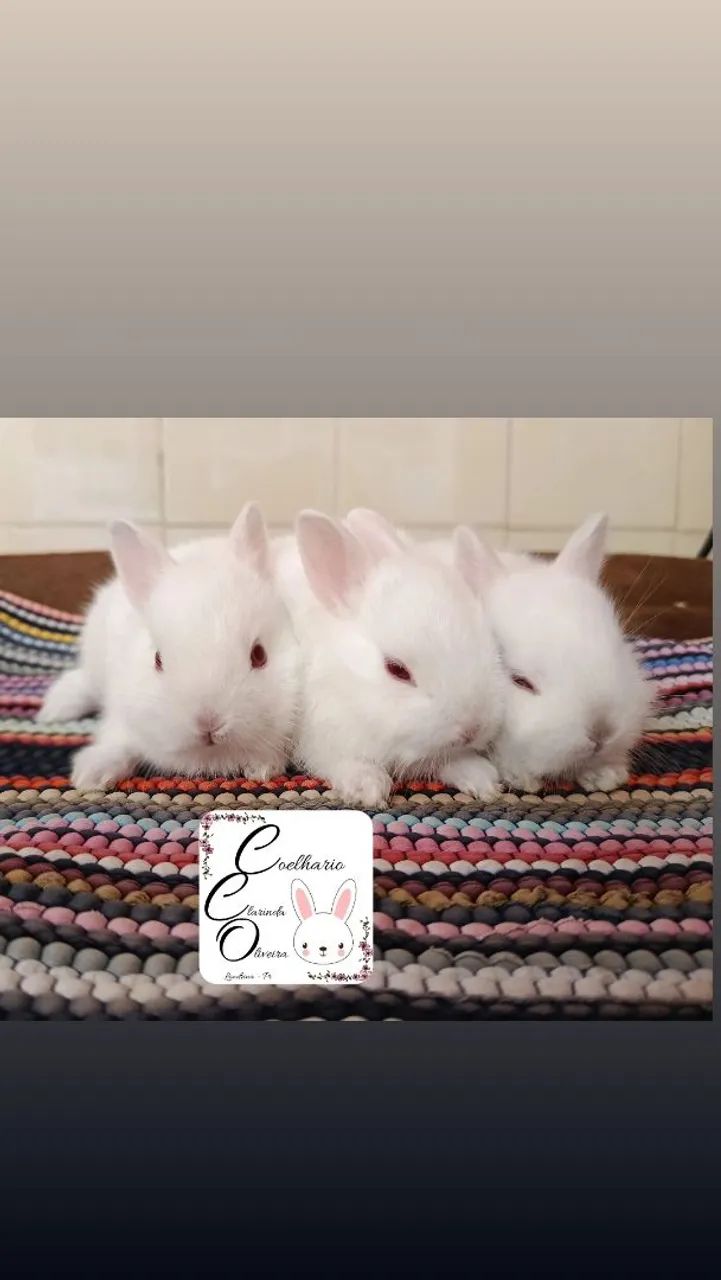 Coelho anão Netherland dwarf  - Foto 2