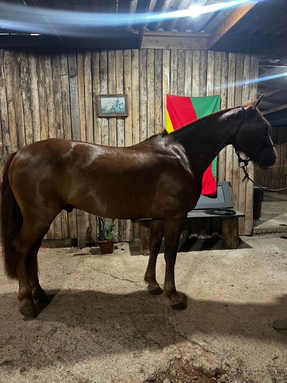 Cavalo capado - Foto 3