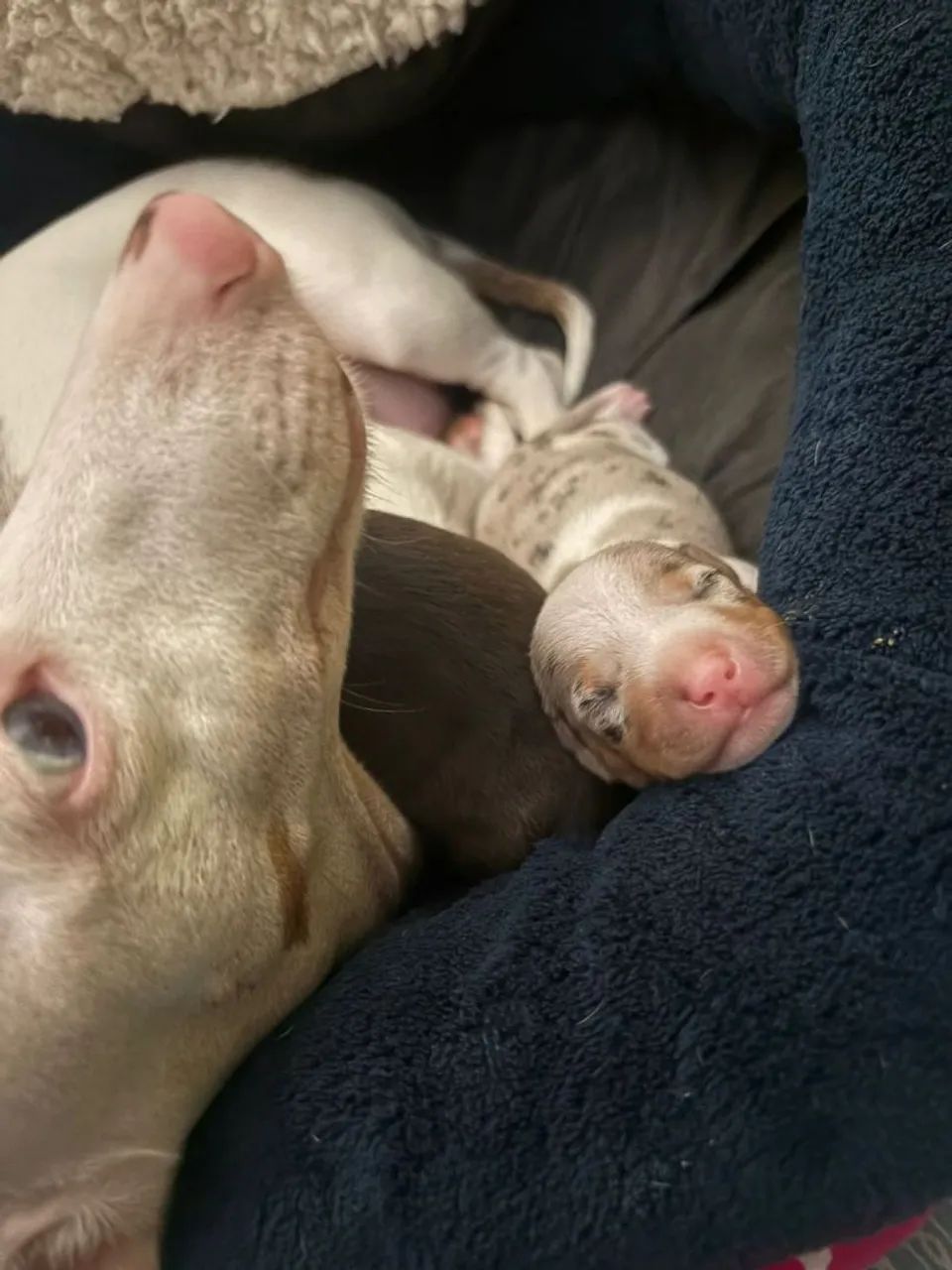 Basset arlequim macho - Foto 4