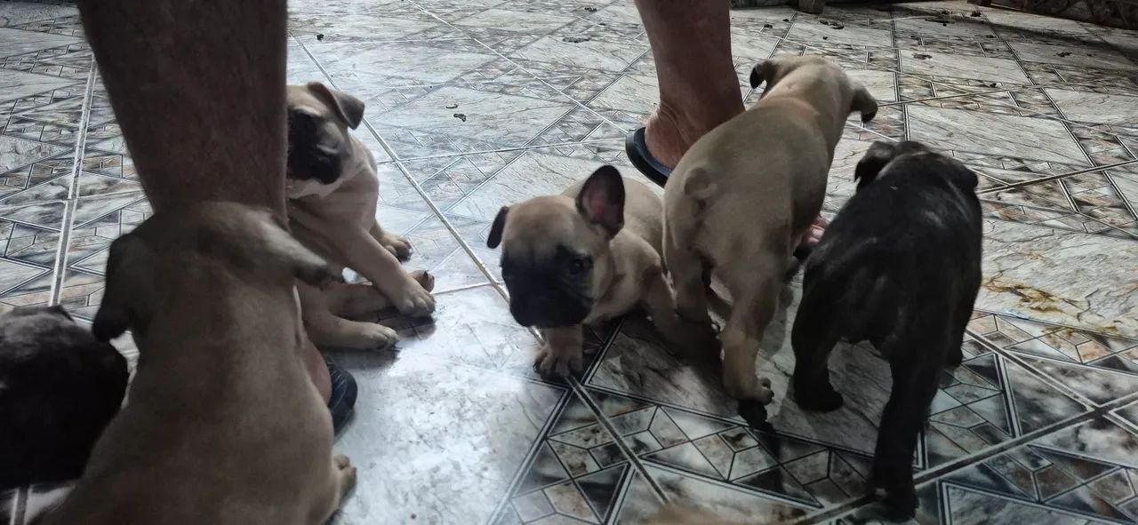 Filhotes buldogue francês - Foto 4