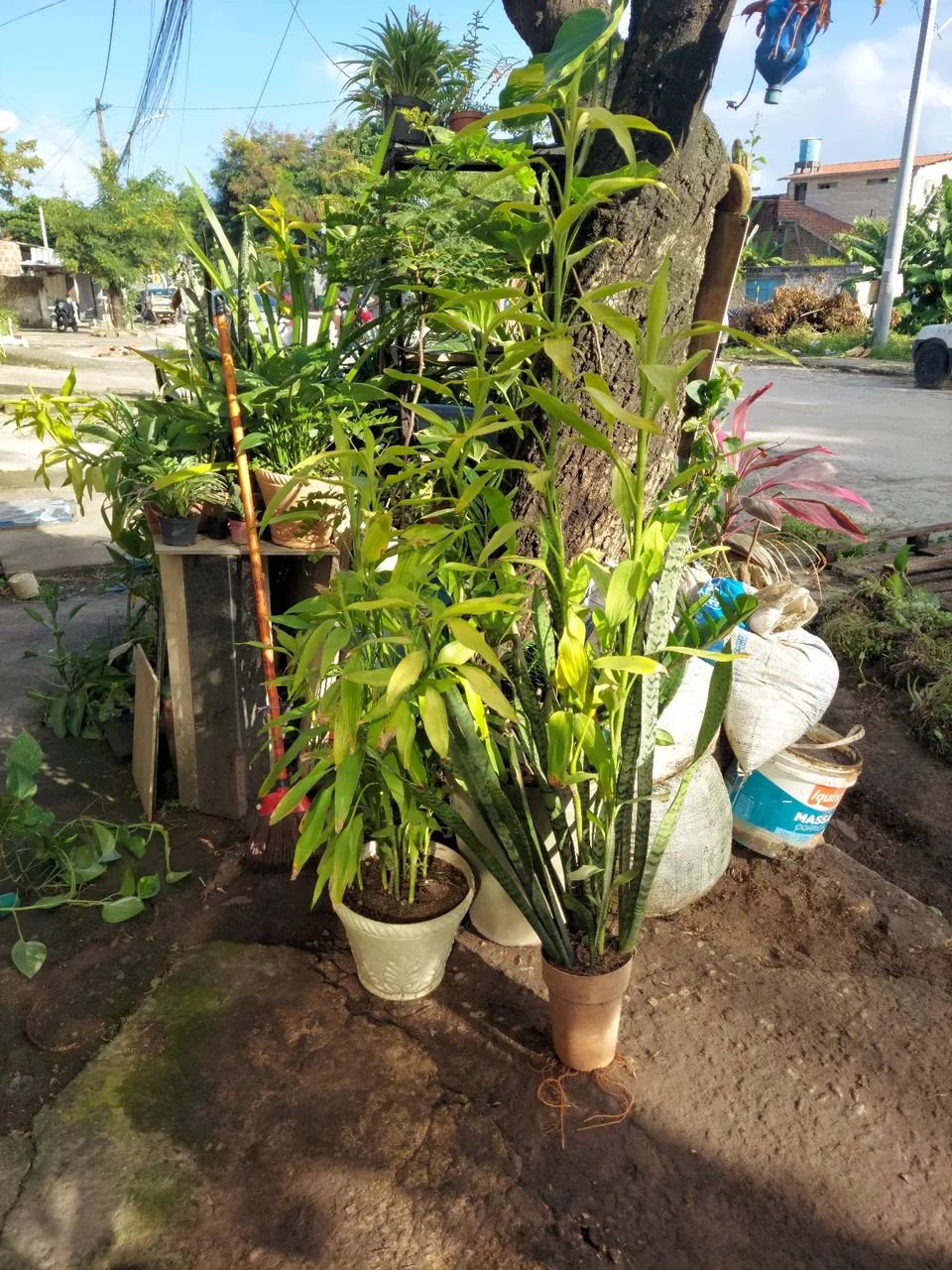 Plantas  - Foto 4