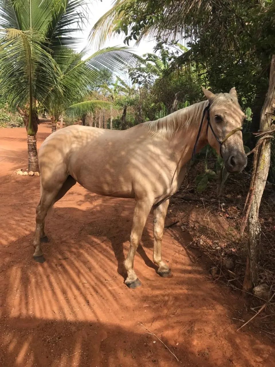 Potra palomina - Foto 2