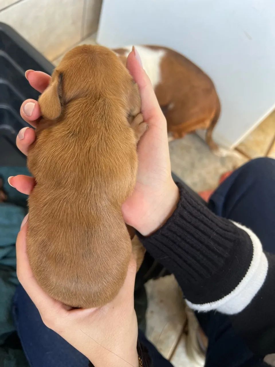 Filhote de Daschound  - Foto 4