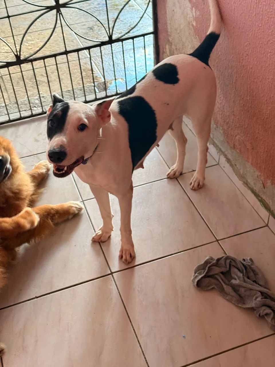Bull terrier  - Foto 2