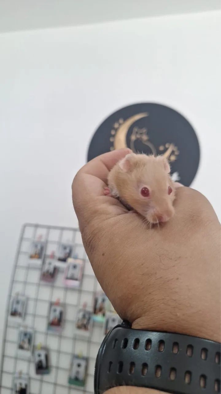 Hamster sírio (macho)