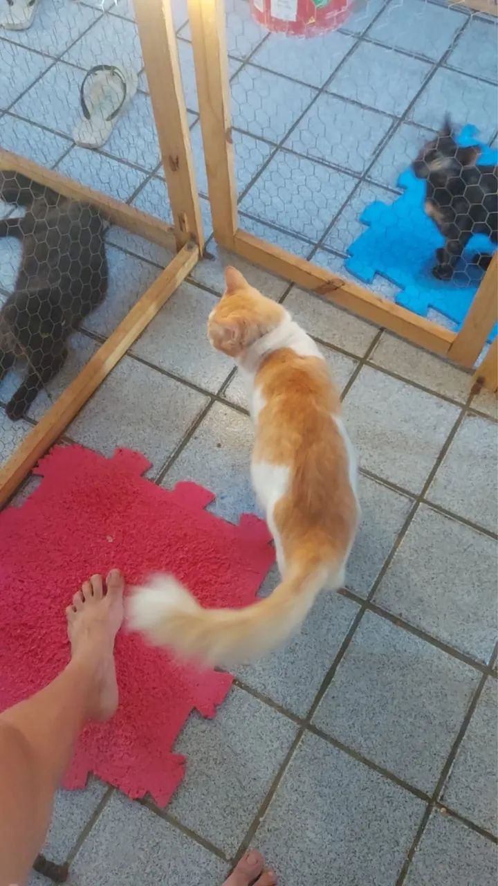 Gato laranja castrado e vacinado fiv +  - Foto 4