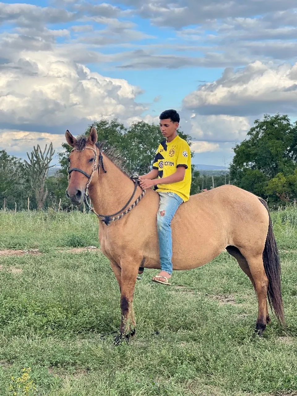 Égua Crioula (lote 2 em 1)