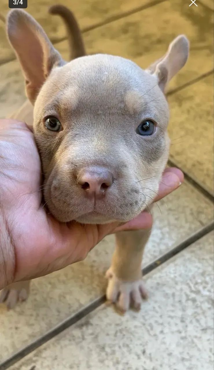 American bully  - Foto 4