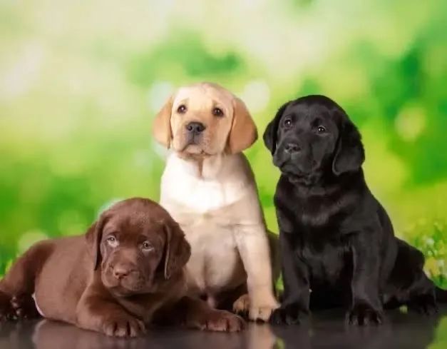 Labrador 