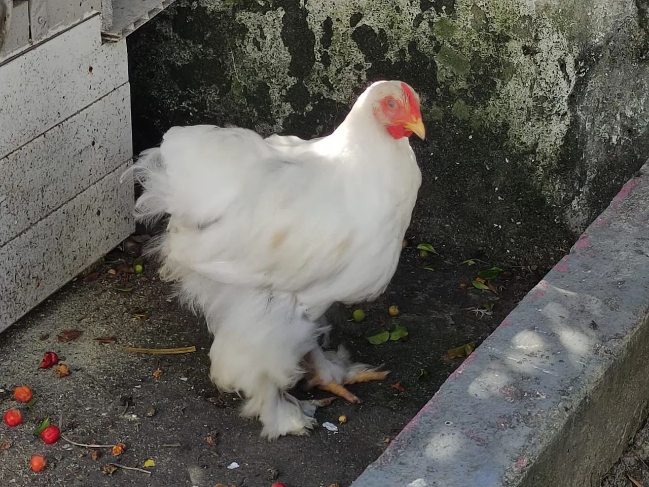 Frangas da Raça brahma white - Foto 4