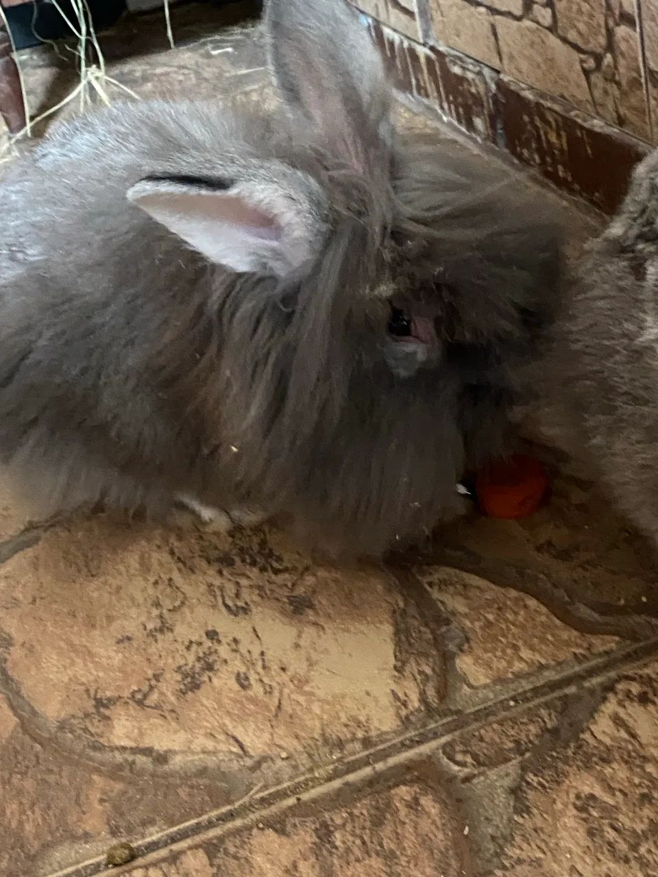 Casal de coelho  - Foto 4