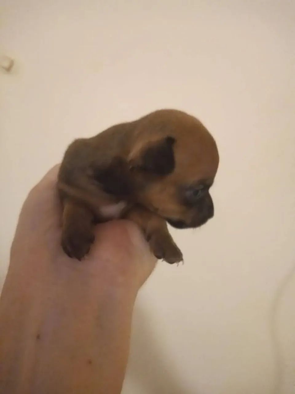 Pinscher  - Foto 4