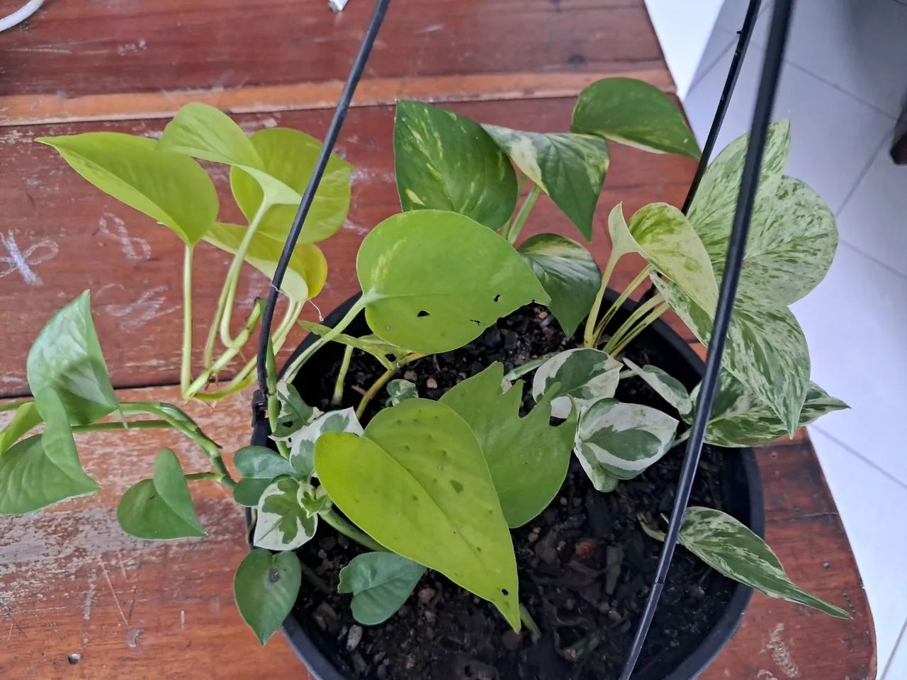 Vendo mudas de jiboia  - Foto 2