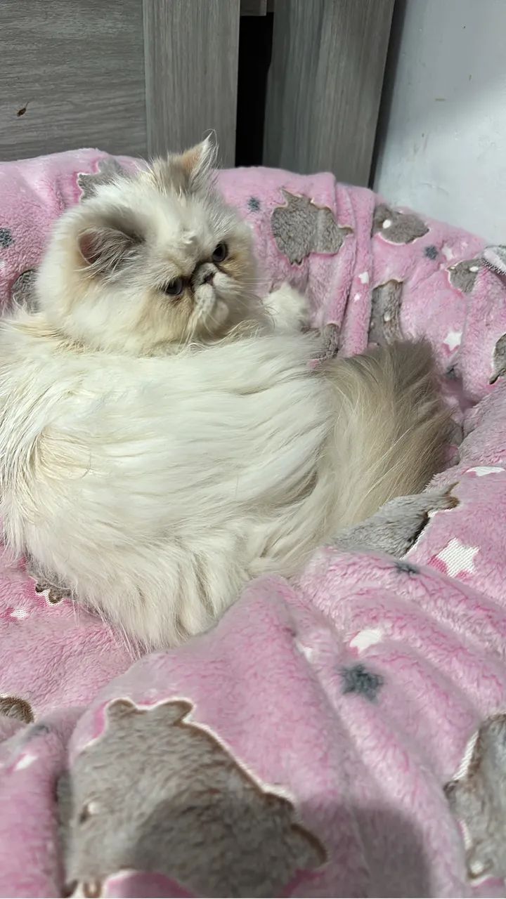 Gato persa - Foto 5