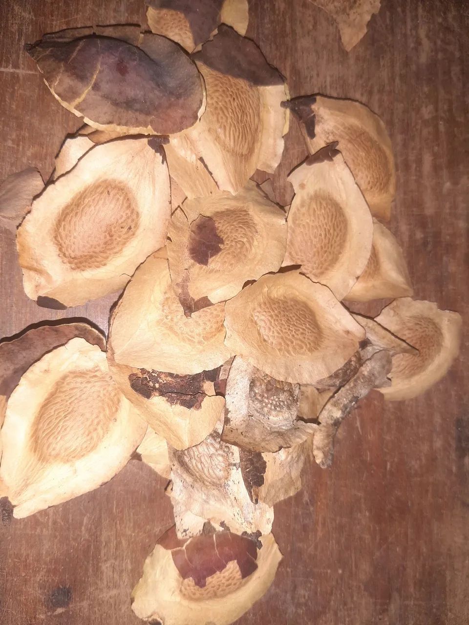 1,5 kg de semente de sucupita