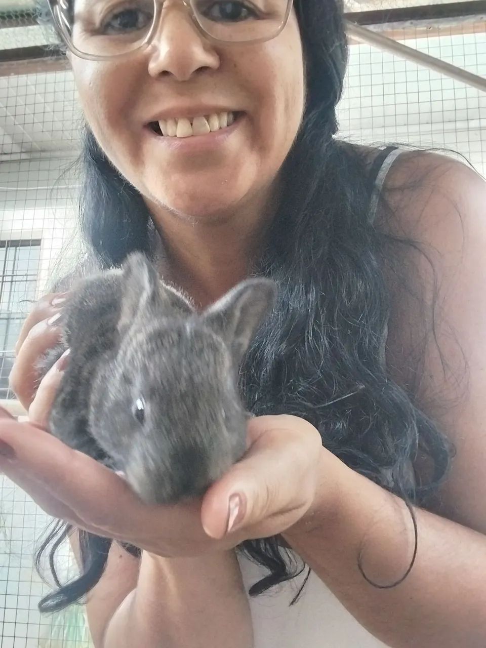 Coelho Gigante  - Foto 2