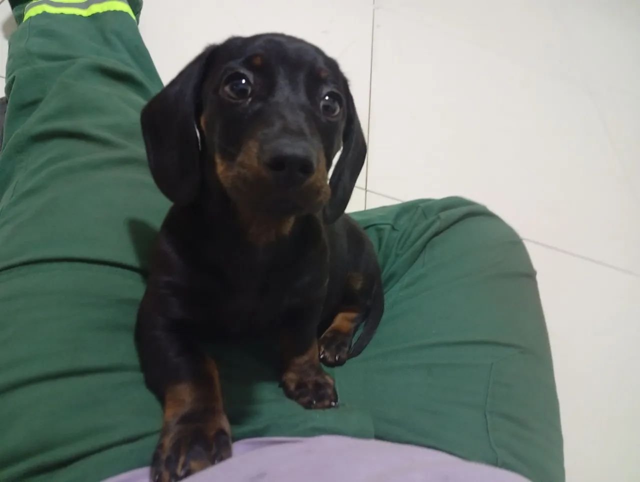 Filhote dachshund  - Foto 5