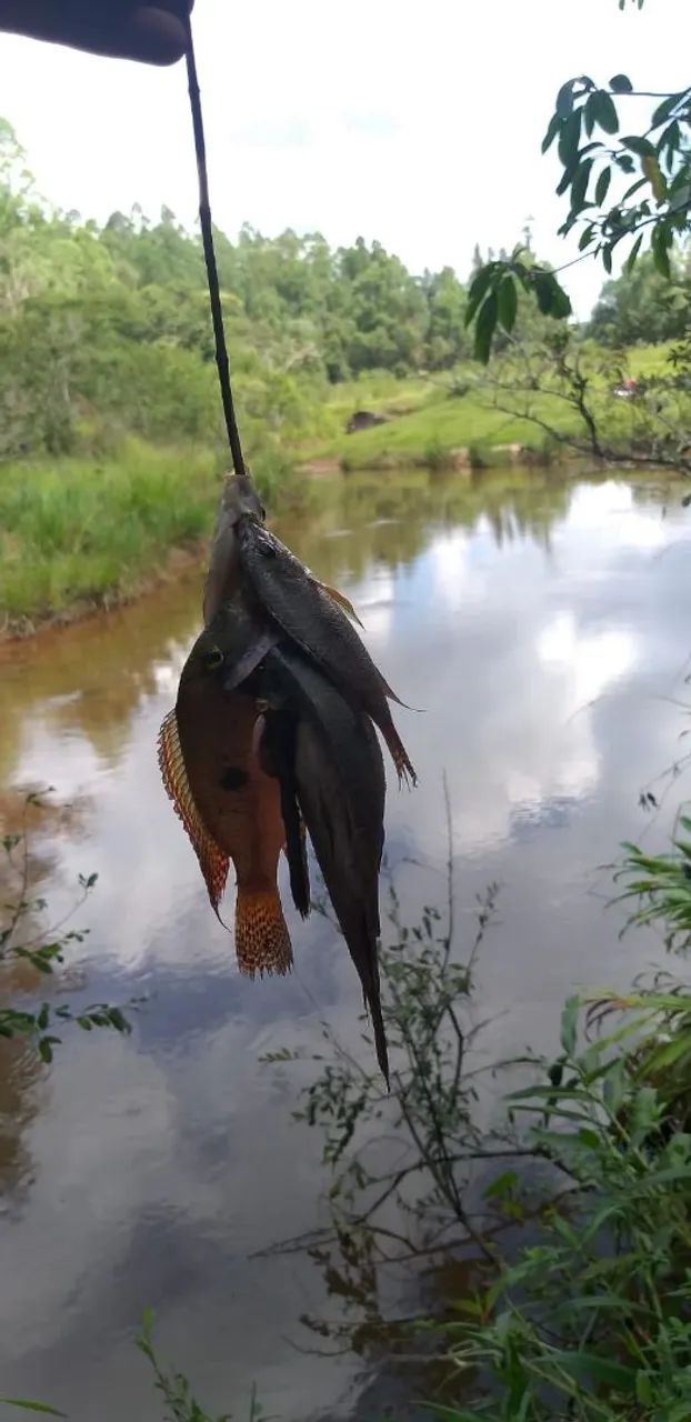 Excelente chácara plana  em ITATIAIUÇU/MG - Foto 4