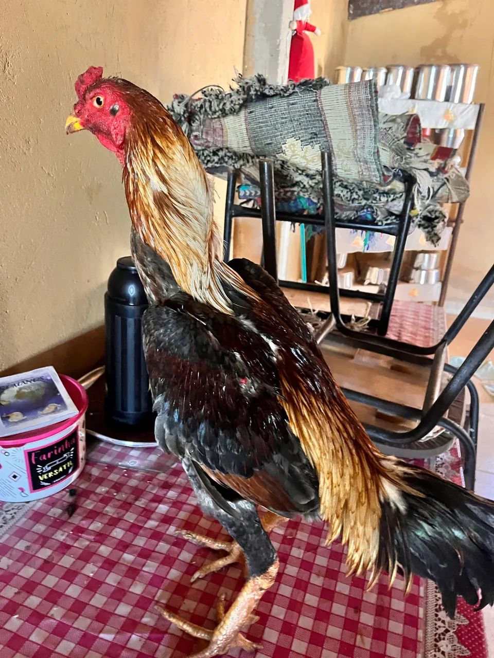 Frango mura  - Foto 4