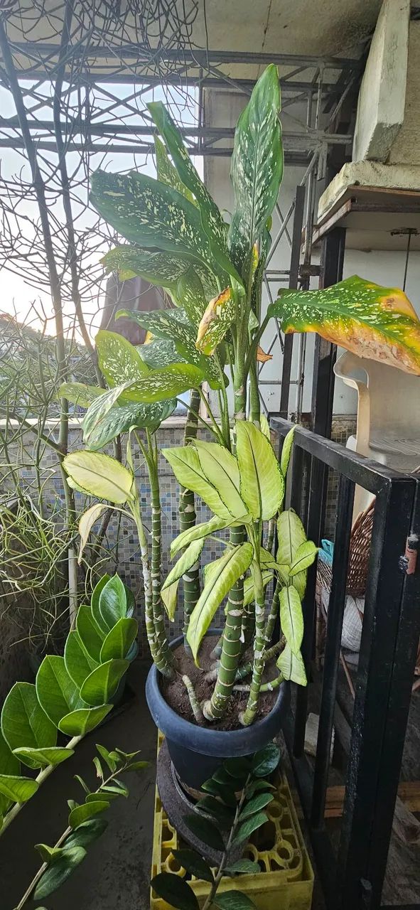 Plantas bem cuidadas - Foto 3